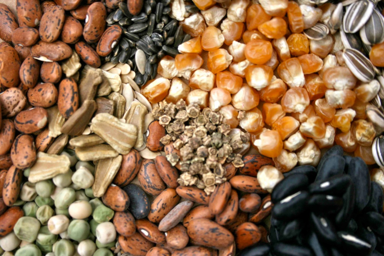 Global hybrid seeds market to reach $99,854 Mn by 2023