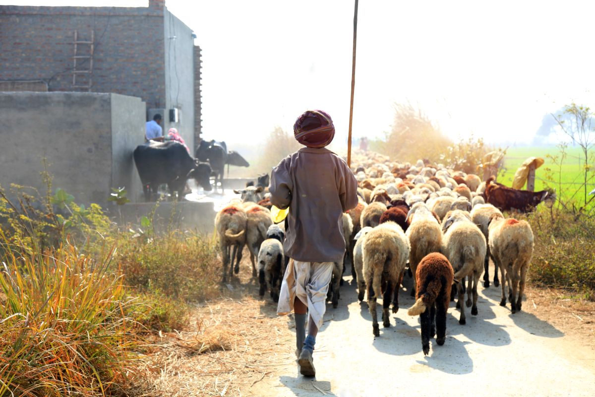 Livestock sector in buoyant mood upon another normal monsoon