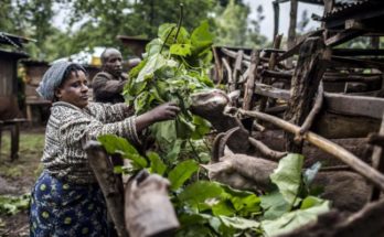 EU hails FAO’s role in sustainability in food & agriculture