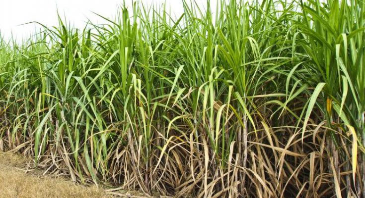 ISMA welcomes Govt’s decision to increase ethanol prices
