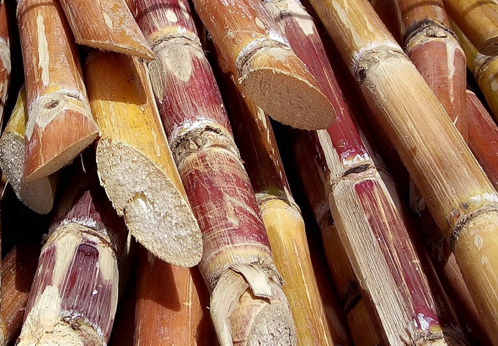 Cabinet approves Fair and Remunerative Price of sugarcane