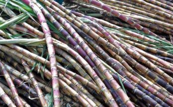 ISMA calls new sugarcane FRP ‘unaffordable’ for sugar mills