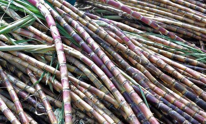 ISMA calls new sugarcane FRP ‘unaffordable’ for sugar mills