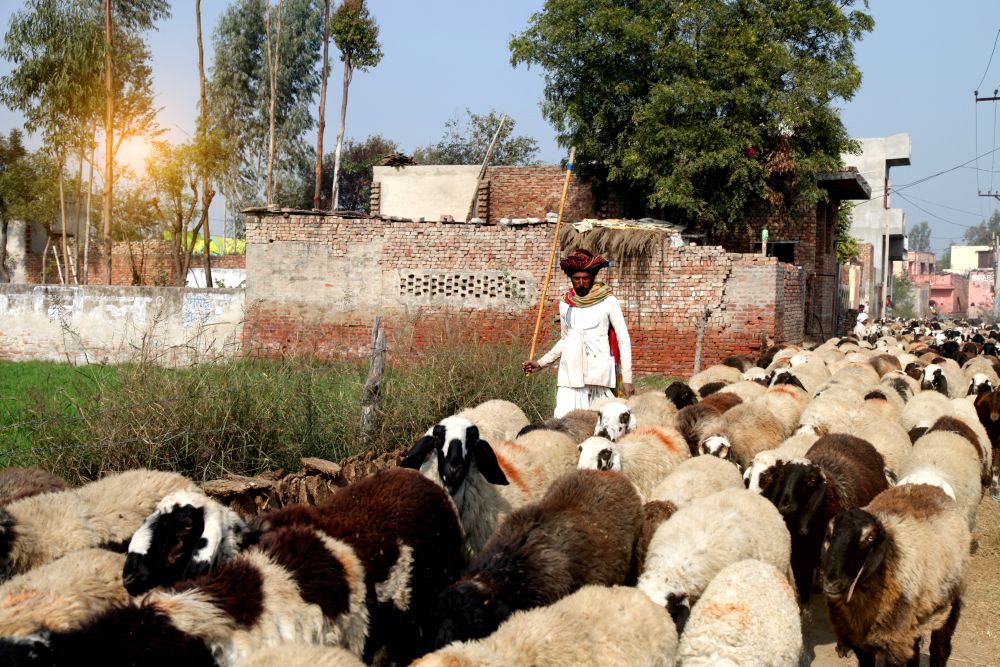 Investments will ensure competitiveness in livestock sector