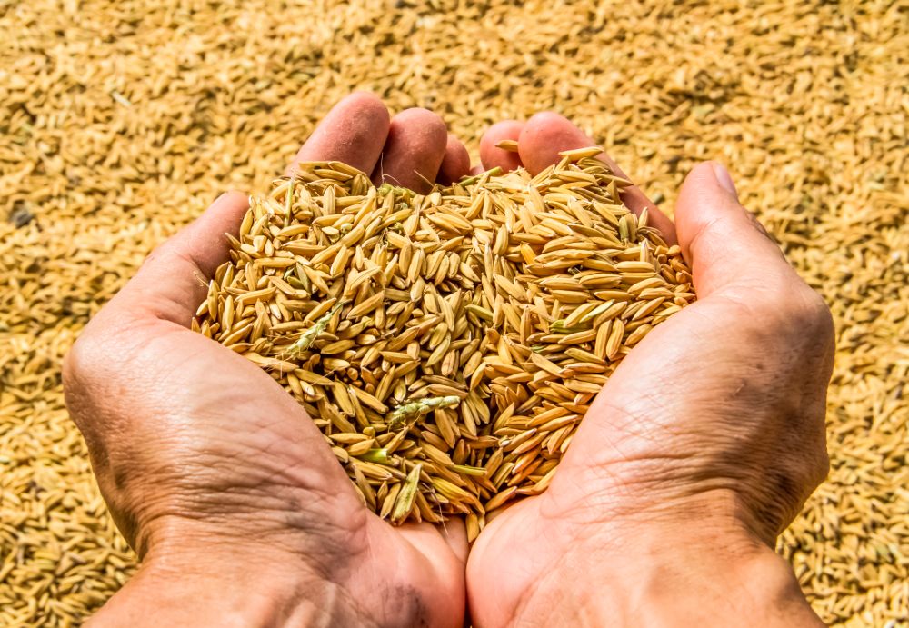 New study identifies India as major seed hub in Asia