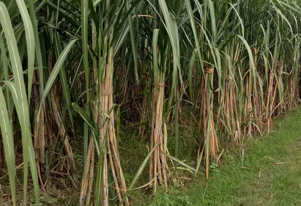 Sugar production slightly higher by December 15, 2018