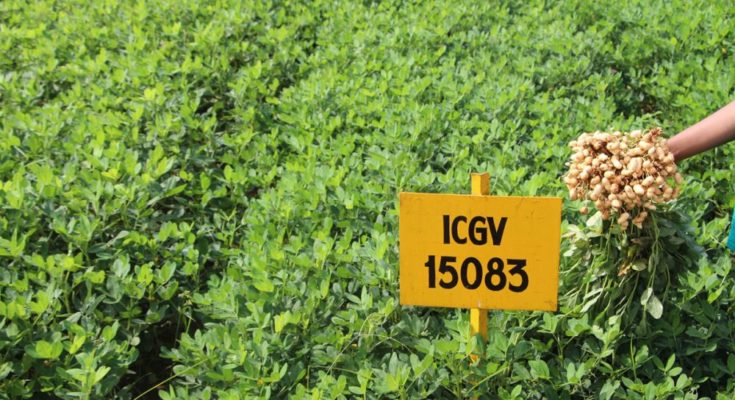 India’s first ‘high oleic’ groundnut varieties ready to go commercial