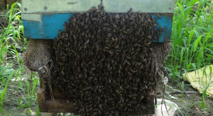 Beekeeping may see robust development soon