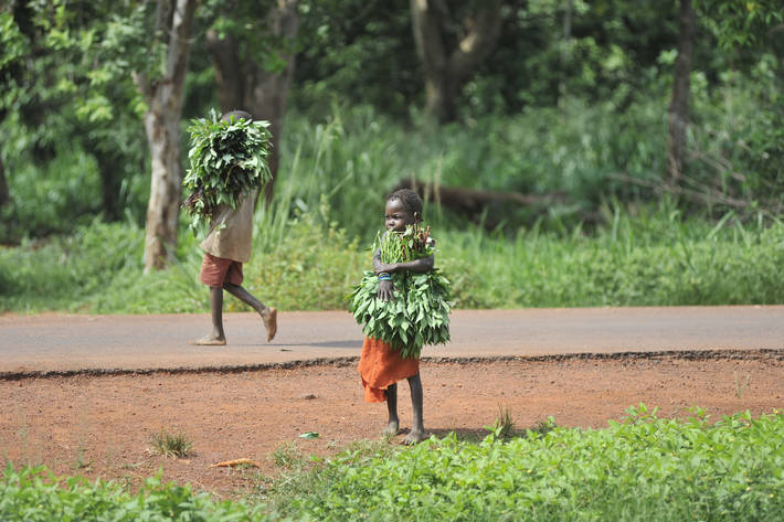 UN agency calls for global push to tackle child labour in agriculture