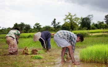 Here’s how Economic Survey focuses at agriculture sector