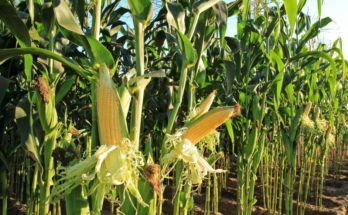Urgent need to strengthen Indian seed delivery system: ASSOCHAM-PwC report