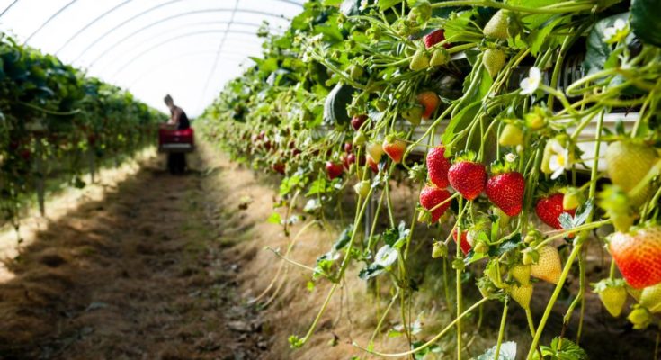 Asia needs $800 bn investment agri-food sector: PwC, Rabobank, Temasek study