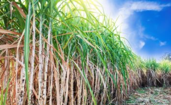 How would be India’s sugar production in 2019-20 SS