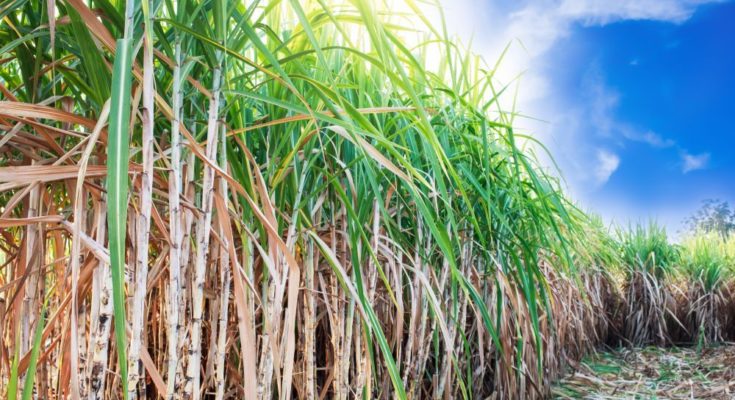 How would be India’s sugar production in 2019-20 SS