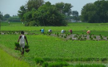 Agriculture sector may grow at 3.1% in 2019-20: NITI Aayog
