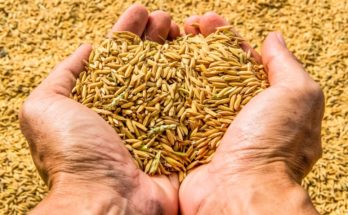 FSII member seed companies pledge over Rs 9 Cr for COVID-19 relief measures
