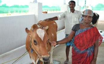 Cabinet approves setting up of Animal Husbandry Infrastructure Development Fund