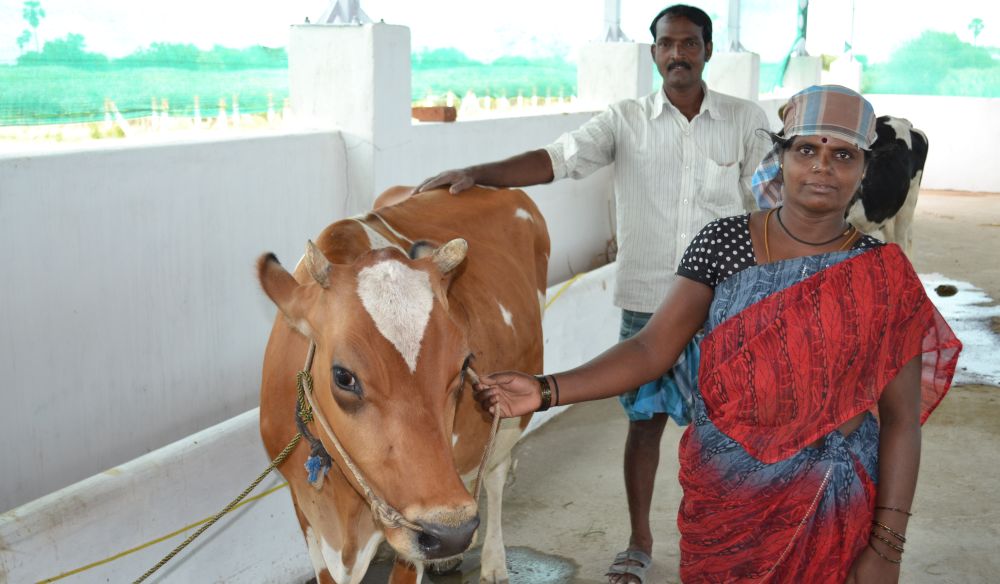 Cabinet approves setting up of Animal Husbandry Infrastructure Development  Fund - Agriculture Post