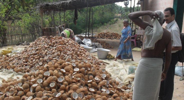 Centre makes 5% hike in coconut MSP for 2020 season
