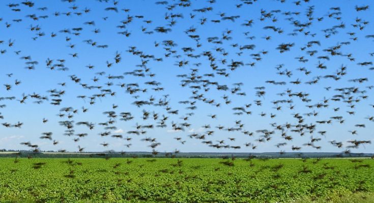 HIL India exports insecticides to Iran for Locust Control Programme