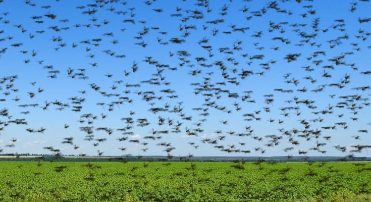 How have been the locust control operations in India?