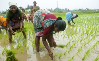 10K Farmer producer organisations to create avenues for development: Agri Minister