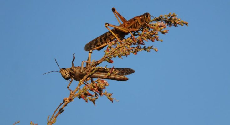 CropLife India issues advisory on locust control