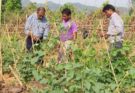 Diversification, technology vital for vegetable farming to mitigate climate change: Horticulture Commissioner