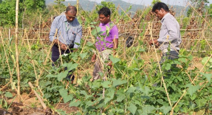 Diversification, technology vital for vegetable farming to mitigate climate change: Horticulture Commissioner
