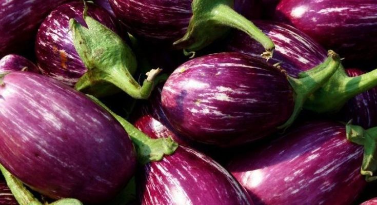 Alliance for Agri Innovation urges government to allow Bt Brinjal trials