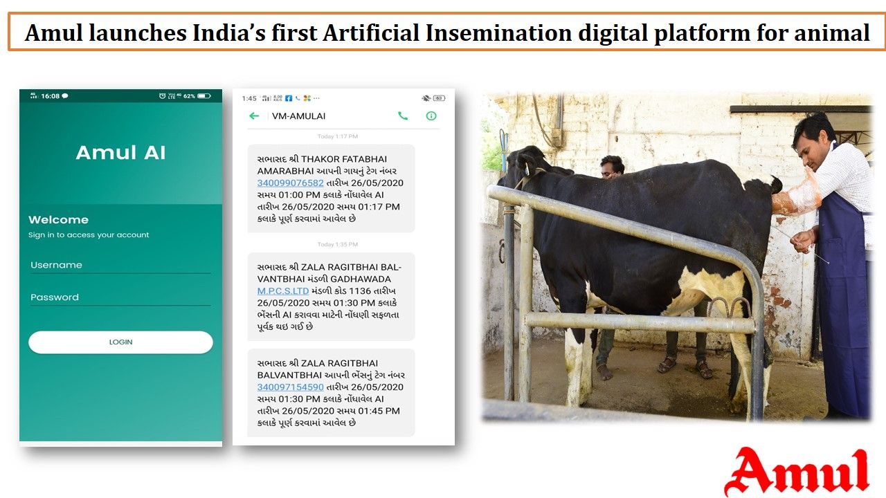 Amul digitises artificial insemination operations for dairy cattle -  Agriculture Post