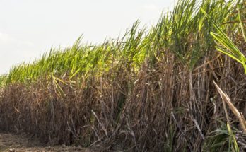 Cabinet approves Fair and Remunerative Price of sugarcane for 2020-21