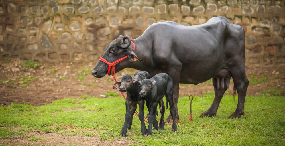 India's batch of IVF buffalo calves born amidst - Agriculture Post