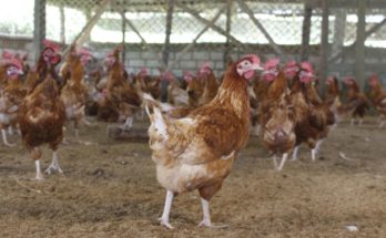 Indian poultry industry looks for a turnaround amidst COVID-19 pandemic