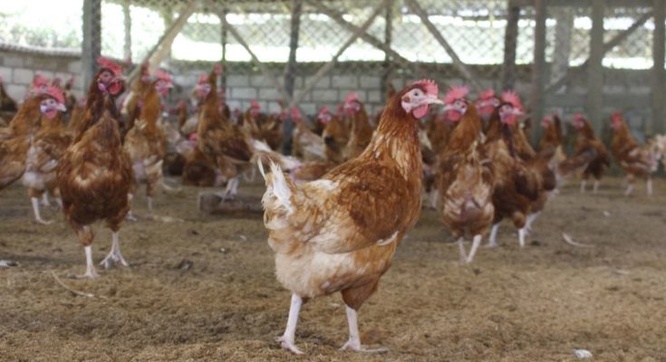 Indian poultry industry looks for a turnaround amidst COVID-19 pandemic