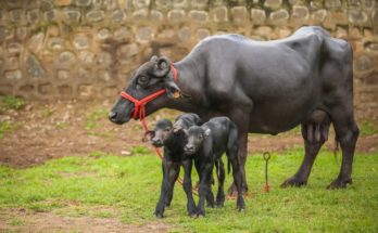 India’s first batch of IVF buffalo calves born amidst lockdown