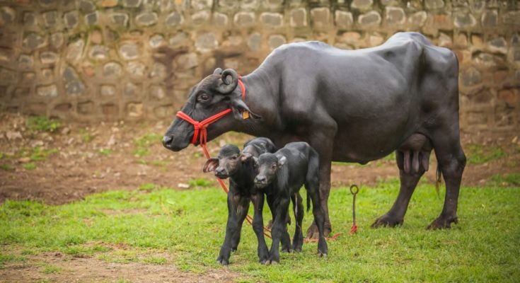 India’s first batch of IVF buffalo calves born amidst lockdown