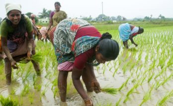 Kharif sowing sees significant increase in 2020