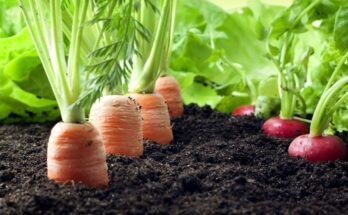 5 Govt schemes, promoting organic farming in India