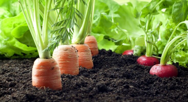 5 Govt schemes, promoting organic farming in India