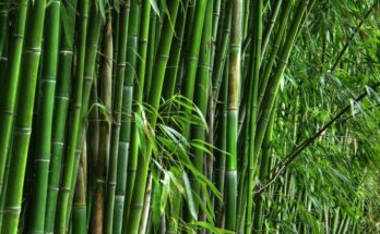 Centre launches 22 bamboo clusters in 9 states and unveils logo for National Bamboo Mission