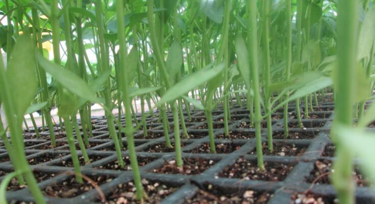Global Hydroponics Market to grow USD 17 bn by 2025: Valuates Reports