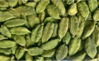 How has been the cardamom cultivation over the years?