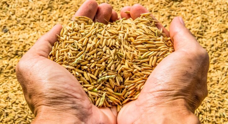 How would be rice procurement for Kharif Marketing Season 2020-21?