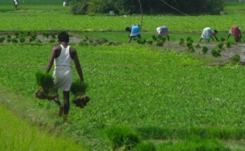 Kharif crops sowing grows 5.71% this year