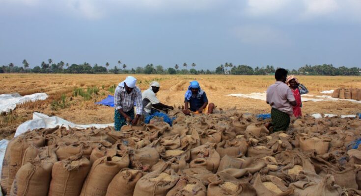 Centre makes paddy procurement worth Rs. 2,882 cores in 11 days