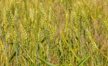 New wheat variety doubles farmers’ yield in a Maharashtra village
