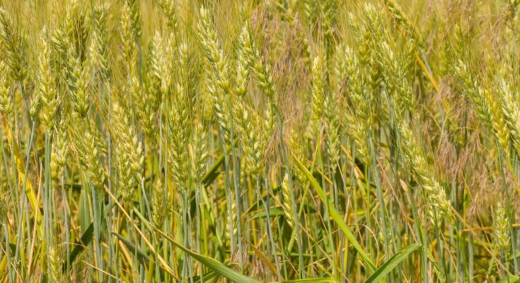 New wheat variety doubles farmers’ yield in a Maharashtra village