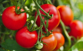Ninjacart, Kilofarms grows first set of residue-free tomatoes 