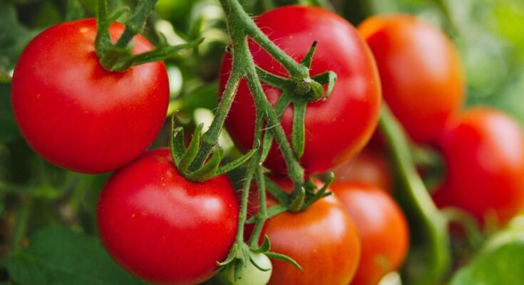 Ninjacart, Kilofarms grows first set of residue-free tomatoes 